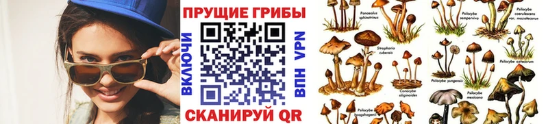 закладки  Алейск  Псилоцибиновые грибы Psilocybe 